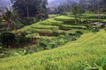 Reisterrassen, Jatuluwih, Bali