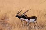 Hirschziegenantilope, Velavadar Nationalpark, Gujarat