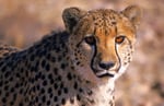 Gepard