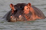 Nilpferd (Hippopotamus amphibius), Uganda