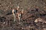Dorcas-Gazellen, Ardoukoba, Dschibuti