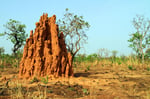 Pendjari Nationalpark, Benin