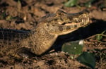 Brillenkaiman (Caiman yacare), Pantanal, Brasilien