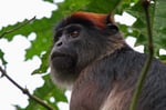 Uganda-Stummelaffe (Piliocolobus tephrosceles), Uganda