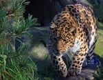 Amurleopard (Panthera pardus orientalis), Zoo Leipzig