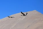 Schwarzhalskranich (Grus nigricollis), Tibet