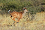Kudu, Nxai Pan Nationalpark