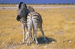 Steppenzebra, Etosha Nationalpark