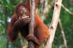 Orang Utan, Tanjung Puting Nationalpark, Borneo