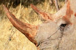 Spitzmaulnahshorn (Diceros bicornis), Waterberg, Namibia