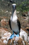 Blaufußtölpel (Sula nebouxii), Galapagos
