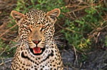 Leopard, Moremi Game Reserve, Okavango-Delta