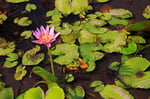 Lotus, Sekonyer River, Tanjung Puting Nationalpark, Borneo