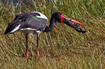 Sattelstorch, Kwai River Region, Moremi Game Reserve, Okavango-Delta