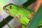 Grüner Leguan (Iguana iguana). Costa Rica