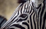 Burchell-Zebra (Equus quagga burchelli), Etosha, Namibia