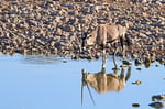 Oryx, Wasserstelle Okakaukuejo, Etosha Nationalpark