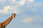 Giraffe, Moremi Game Reserve Nationalpark, Okavango-Delta