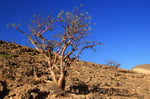 Weihrauchbaum, Jebal Al Quamar 