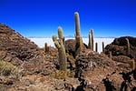 Isla Incahuasi, Salar de Uyuni, Bolivien