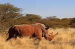 Breitmaul-Nashorn, Waterberg Wildernis