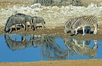 Wasserstelle Okaukuejo, Etosha Nationalpark