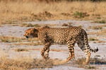Gepard, Nxai Pan Nationalpark