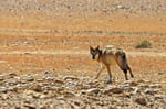 Tibetischer Wolf (Canis lupus filchneri), Tibet