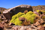 Yareta-Pflanze,  Nationalpark Lauca, Chile 