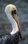 Chile-Pelikan (Pelecanus thagus), Arica, Chile