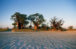 Baine´s Baobabs, Kudiakam Pan, Nxai Pan Nationalpark