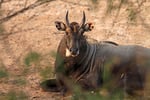 Nilgai-Antilope, Velavadar Nationalpark, Gujarat
