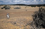 Magellan-Pinguin, Punta Tombo, Argentinien