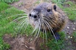 Nutria (Myocastor coypus),  Sachsen-Anhalt