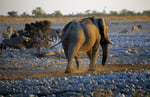 Elefant, Etosha Nationalpark