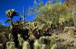 Saguaro Cactus Nationalpark, Sonora Desert, Arizona