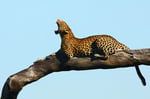 Leopard, Savuti Channel, Chobe Nationalpark