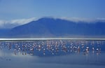 Zwergflamingos (Phoeniconaias minor), Lake Nakuru, Kenia