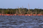 Kuba-Flamingos, Bigi Pan Naturreservat, Surinam