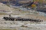 Ziegenherde bei Charang, Mustang