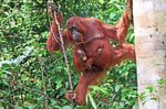Orang Utan, Tanjung Puting Nationalpark, Borneo
