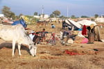 Nagaur Cattle Fair,  Rajasthan