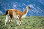 Guanako, Nationalpark Torres del Paine, Chile