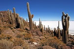 Isla Incahuasi, Salar de Uyuni, Bolivien