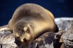 Galápagos-Seelöwe (Zalophus wollebaeki), Galapagos