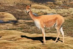 Vicuna, Salar de Surire, Chile
