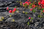 Lava mit Vegetation