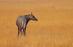 Nilgai-Antilope, Velavadar Nationalpark, Gujarat