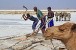Salzgewinnung am Ass-Ale Salzse, Danakil-Senke, Äthiopien