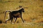 Pavian, Moremi Game Reserve, Okavango-Delta